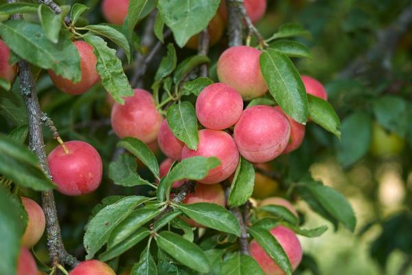 Plum Varieties - Different Kinds of Plums - Cherry plum (Prunus cerasifera)