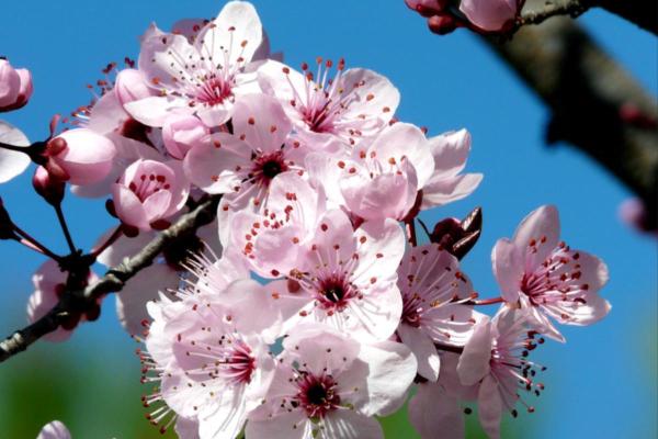 Fruit Trees That Have Pink Flowers - Cherry plum (Prunus cerasifera)