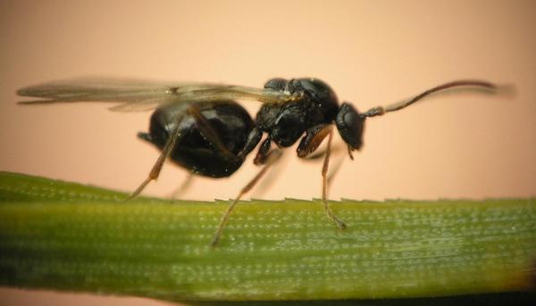 Types of Wasps and Hornets in Spain - Chestnut gall wasp (Dryocosmus kuriphilus)