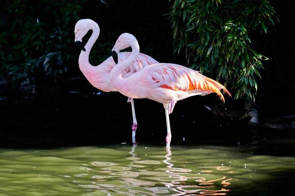 Types of Flamingos - Different Flamingo Species - Chilean flamingo (Phoenicopterus chilensis)