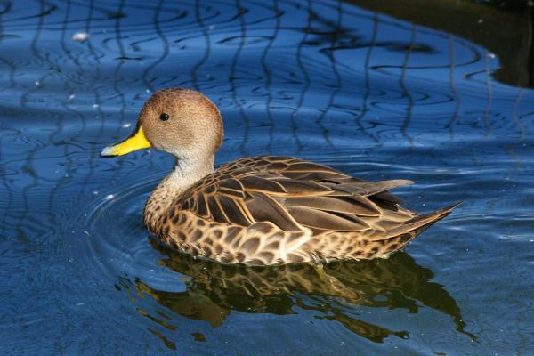 Different Types of Ducks - Chiloe wigeon (Anas georgica)