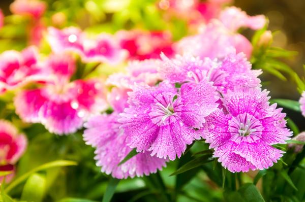 Types of Carnations - Dianthus Plant Species - China pink (Dianthus chinensis)