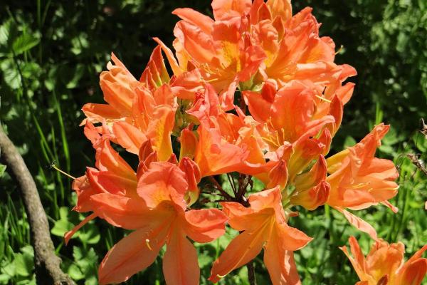 Aazlea Bush Types - Different Kinds of Azaleas - Chinese azalea