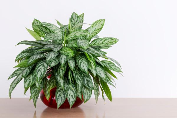 Best Plants for Dark Rooms - Chinese evergreen (Aglaonema crispum)