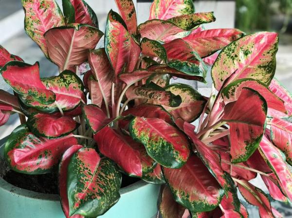 Plants With Colorful Leaves - Bright Foliage Plants - Chinese evergreen (Aglaonema modestum)
