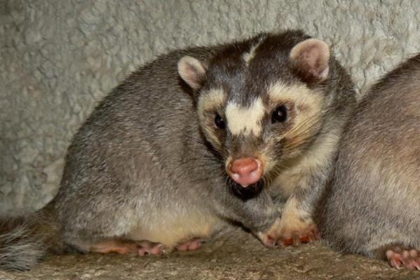 Different Types of Badgers - Chinese ferret-badger (Melogale moschata)