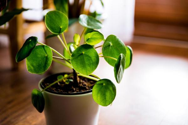 The Best Partial-Shade Plants - Chinese money plant