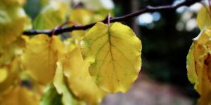 Chlorosis in Plants - Save Your Plants From Yellow Leaves