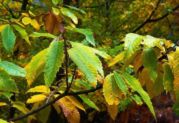 Chlorosis in Plants - Save Your Plants From Yellow Leaves - Chlorosis in plants: symptoms