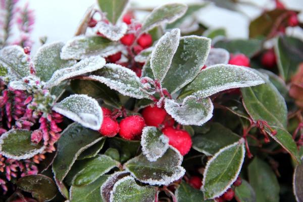 How to Protect Plants From Frost and Freeze - Choose the right plants