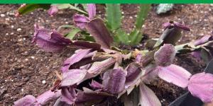 Christmas Cactus Problems - Causes and Treatment