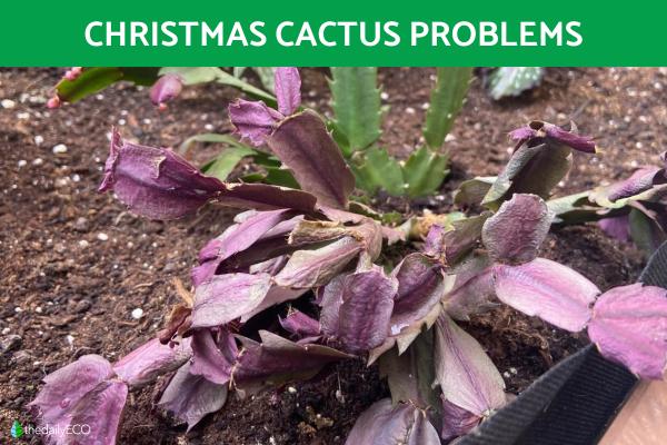 Christmas Cactus Problems - Causes and Treatment