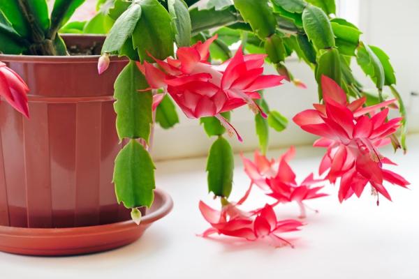 Cactus Without Spines - Spineless Cactus Types - Christmas cactus (Schlumbergera spp.)