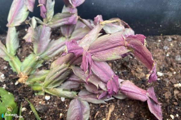 Christmas Cactus Problems - Causes and Treatment - Christmas cactus with purple leaves