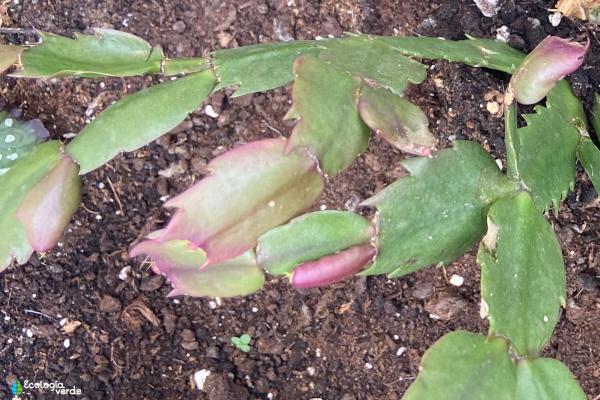 Christmas Cactus Problems - Causes and Treatment - Christmas cactus with yellow leaves