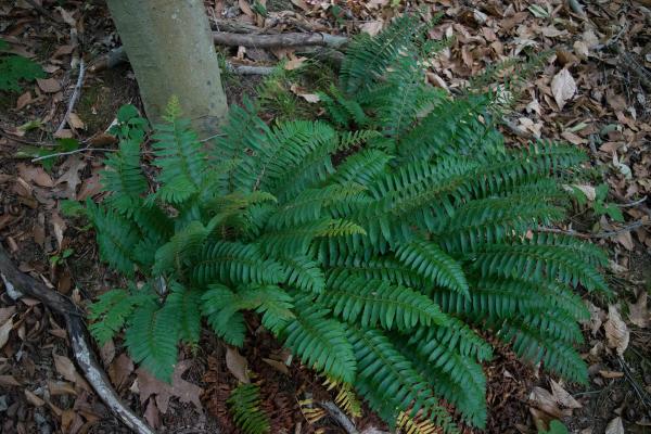 How to Care for Indoor Ferns - Christmas fern (Polystichum acrostichoides)