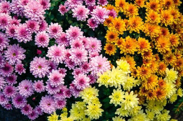 Winter Outdoor Plants for Pots - Chrysanthemum