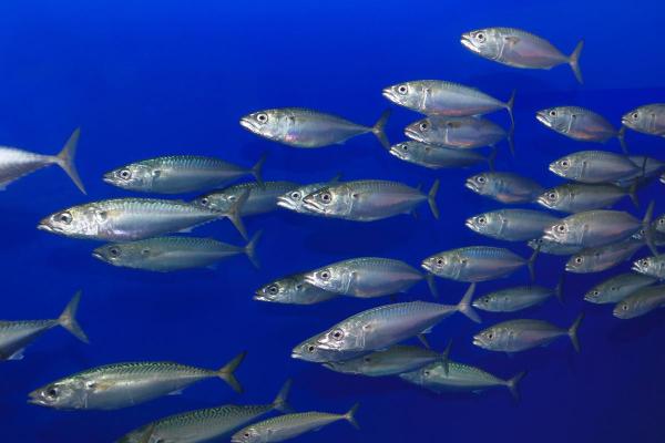 What Is a Pelagic Fish? - Chub mackerel