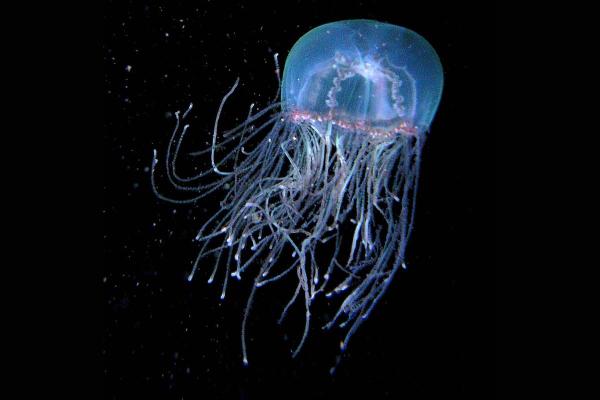 Mediterranean Jellyfish Species - Cigar jellyfish (Olindias phosphorica)