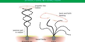 Cilia vs. Flagella Differences in Function and Structure