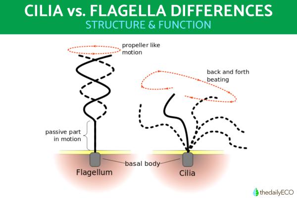Cilia vs. Flagella Differences in Function and Structure