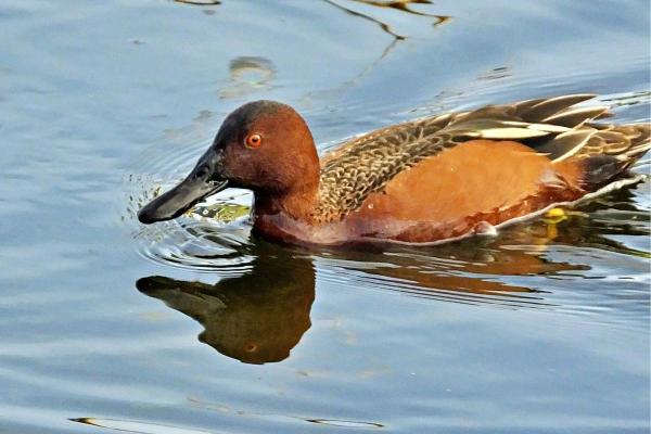 Different Types of Ducks - Cinnamon teal (Spatula cyanoptera)