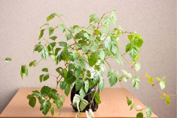 Hanging Plants for Outdoor Spaces - Cissus