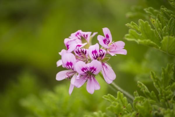 Plants That Repel Mosquitoes - Citronella geranium (Pelargonium citrodorum)