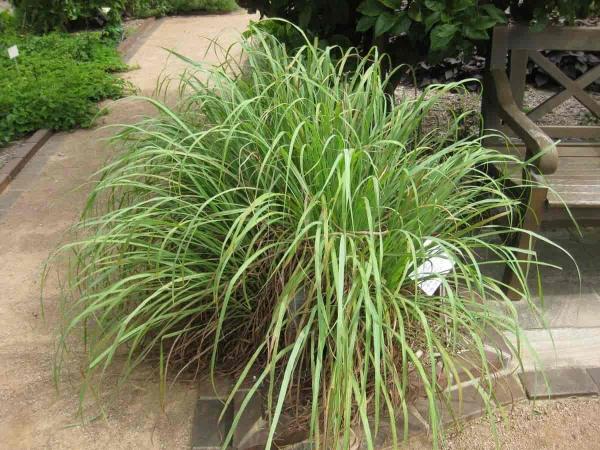 Plants That Smell Like Lemon - Citronella grass (Cymbopogon nardus)