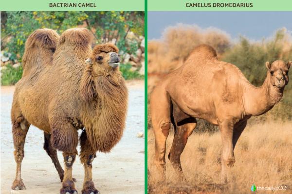 What Is the Difference between Camels and Dromedaries? - Classification