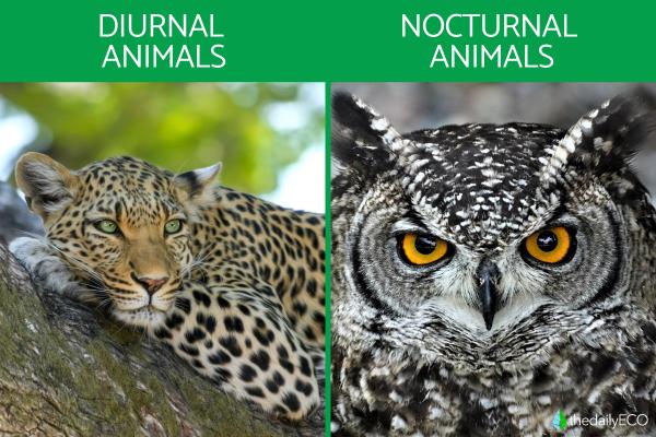 What Makes an Animal? - Classification of animals according to their habits