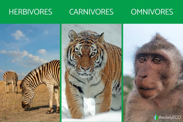 What Makes an Animal? - Classification of animals based on their dietary habits