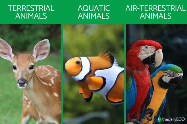 What Makes an Animal? - Classification of animals based on their habitats