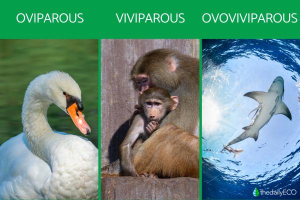 What Makes an Animal? - Classification of animals based on their reproduction strategies