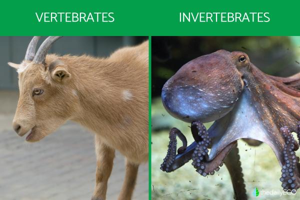 What Makes an Animal? - Classification of animals based on their spinal structure