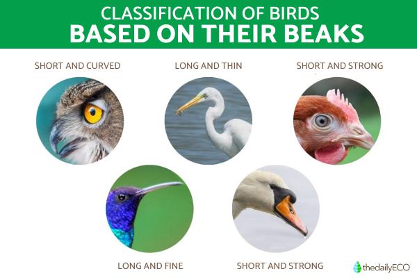 How Are Birds Classified? - Classification of birds according to their physical characteristics