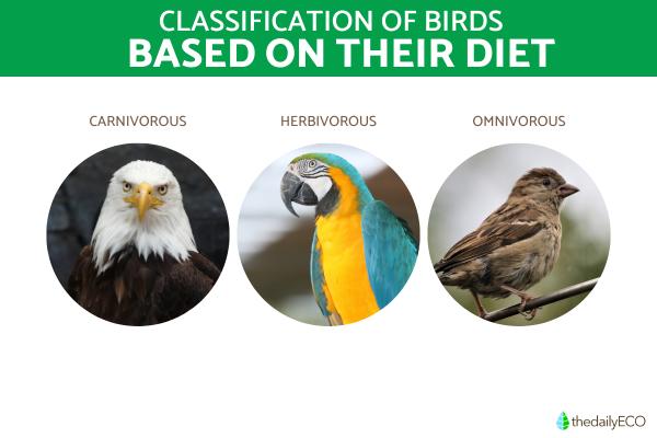 How Are Birds Classified? - Classification of birds based on their diet