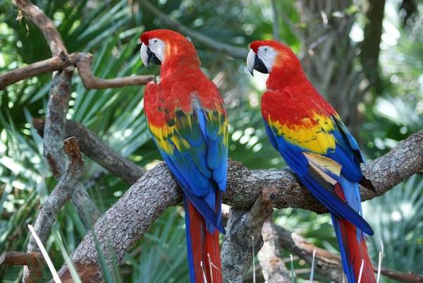 How Are Birds Classified? - Classification of birds based on their habitat