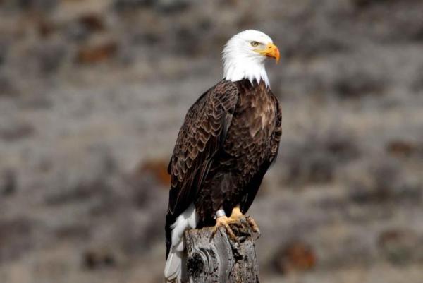 How Are Birds Classified? - Classification of birds based on their order