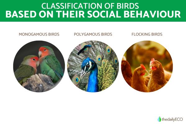 How Are Birds Classified? - Classification of birds based on their social behavior