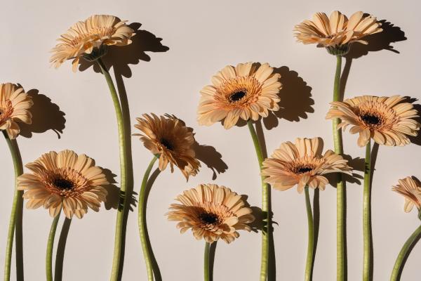 Plant Stem Parts & Their Roles - Classification of stems