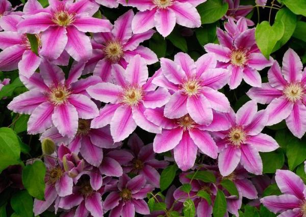 Winter Outdoor Plants for Pots - Clematis