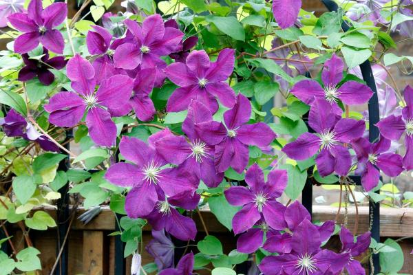 Best Climbing Plants with Flowers - Clematis (Clematis spp.)