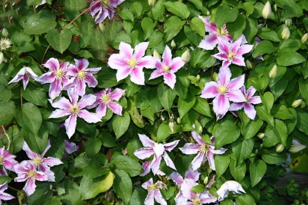 What Are the Best Climbing Plants for Outdoor Spaces? - Clematis (Clematis spp.)