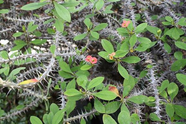 Crown of Thorns Plant - How to Care for a Crown of Thorns - Climate for the crown of thorns