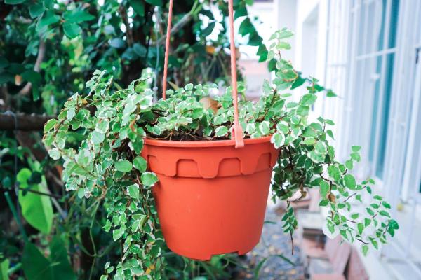 Creeping Fig Plant Care and Propagation - Climbing fig plant soil and fertilizer