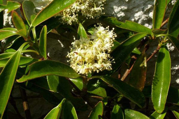 What Are the Different Types of Hydrangeas? - Climbing hydrangea (Hydrangea petiolaris)