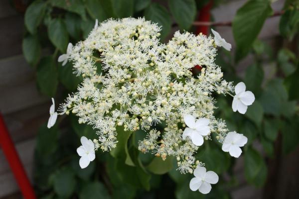 Top Indoor Climbing Plants for Beginners - Climbing hydrangea (Hydrangea petiolaris)