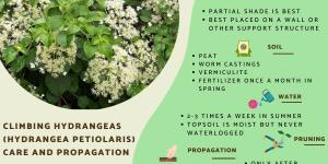 Climbing Hydrangeas Care Guide