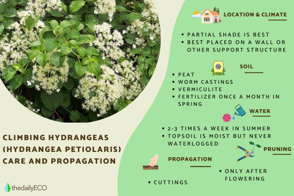 Climbing Hydrangeas Care Guide